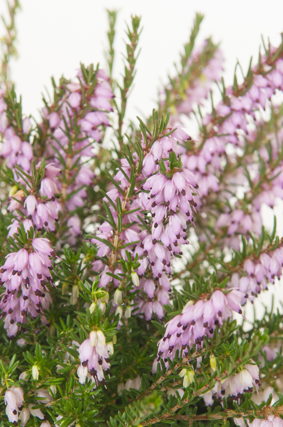 Pink Heather Flower Border (calluna Vulgaris, Erica, Ling) On