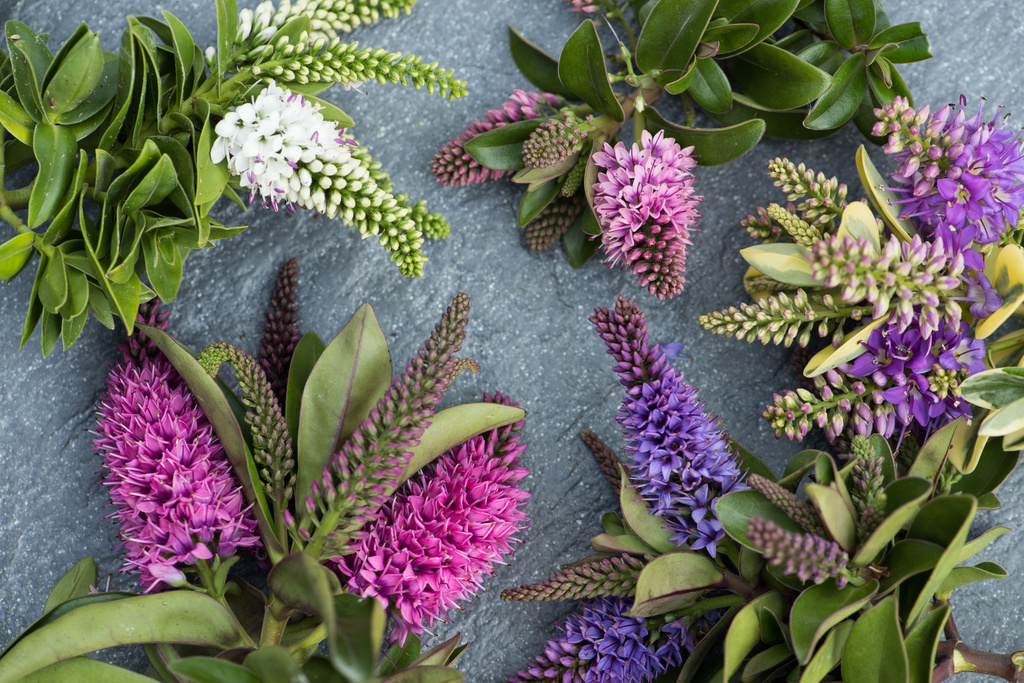 Garden Plant of the Month August: Hebe | Flower Council