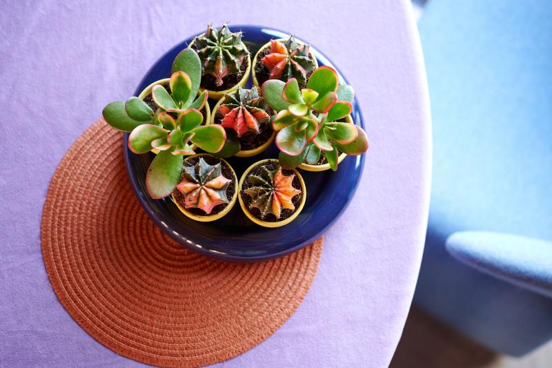 Flower Council of Holland Horticulture Trends 2026 Intriguing Decor