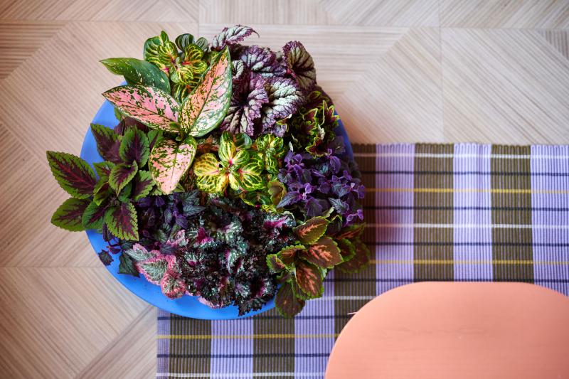 Flower Council of Holland Horticulture Trends 2026 Intriguing Decor