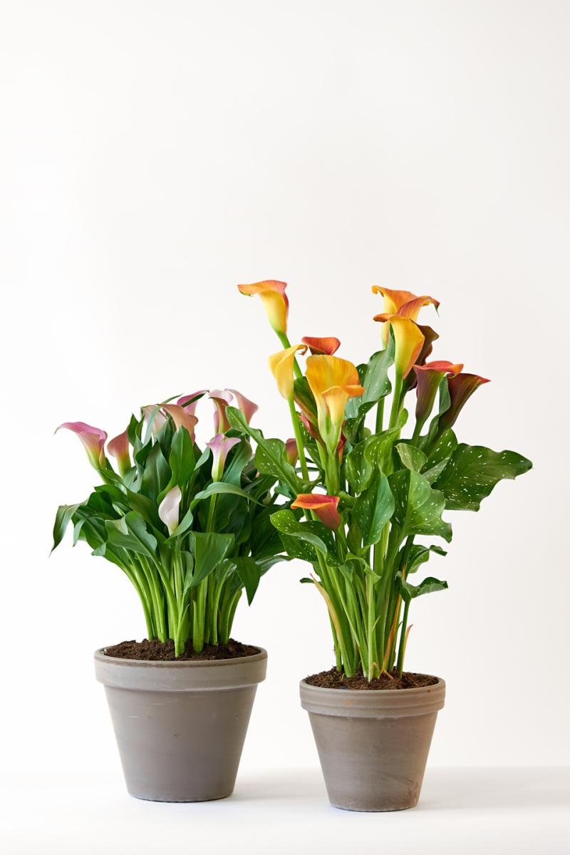 Calla Lily the Houseplant of June 2020 Flower Council