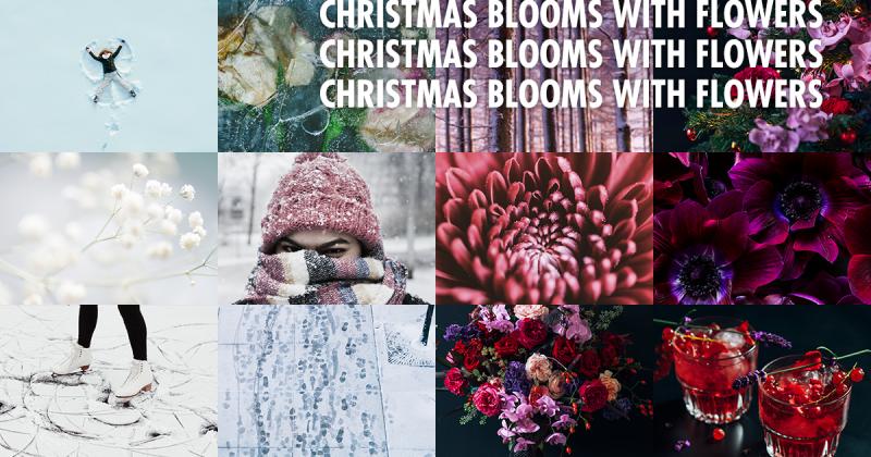 Christmas Blooms with Flowers Christmas Blooms with Flowers