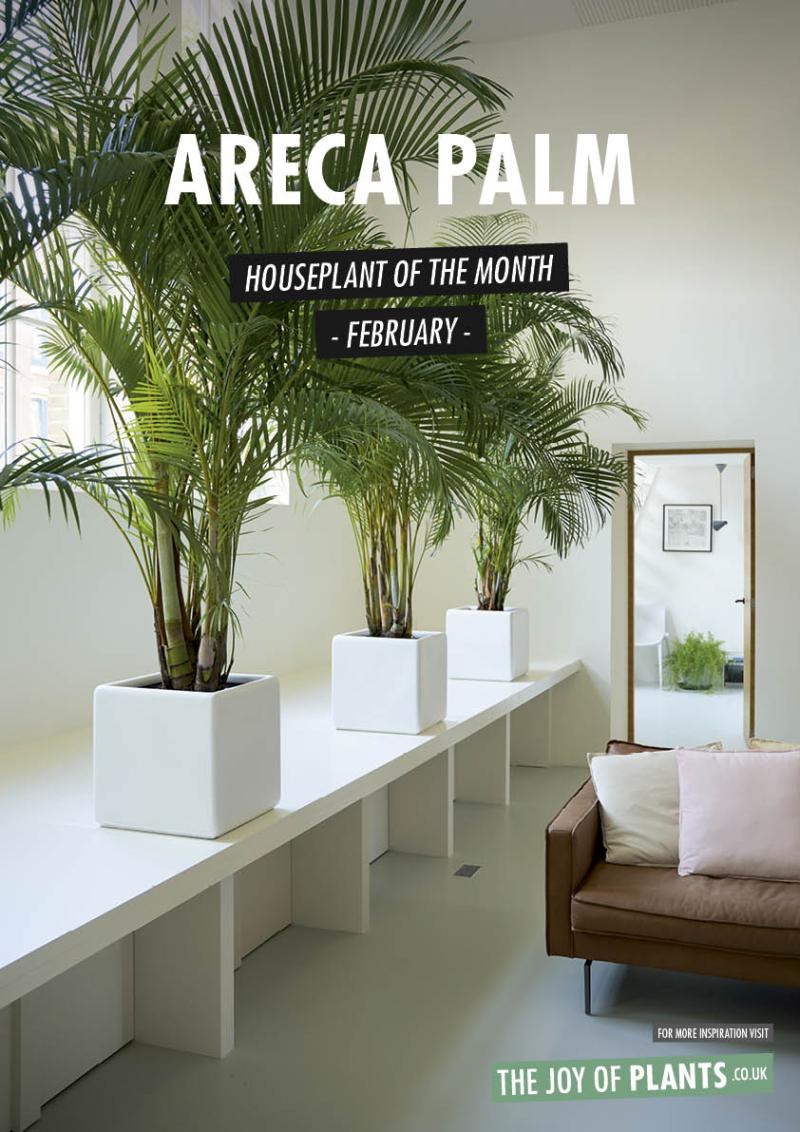 Areca palm: Houseplant of the Month February 2020