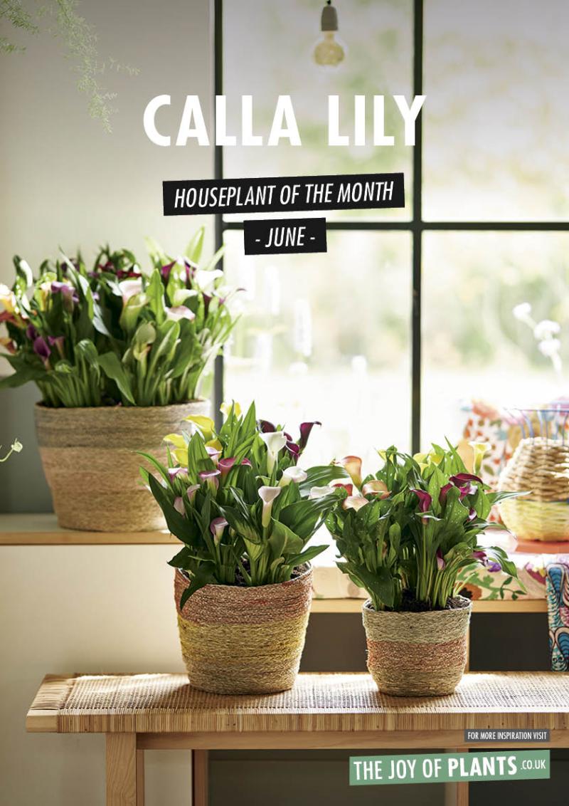 Calla on sale lily indoor