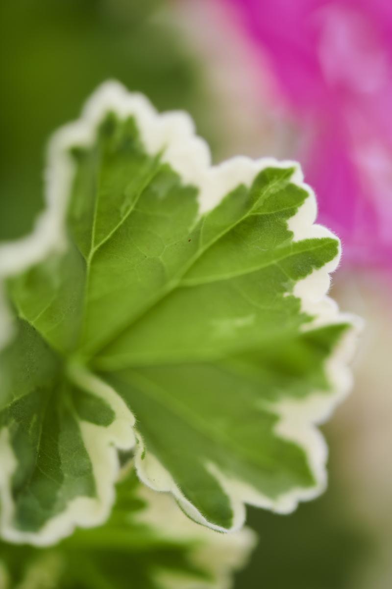 De buitenplanten uit De Trend Collectie lente/zomer 2021 Geranium