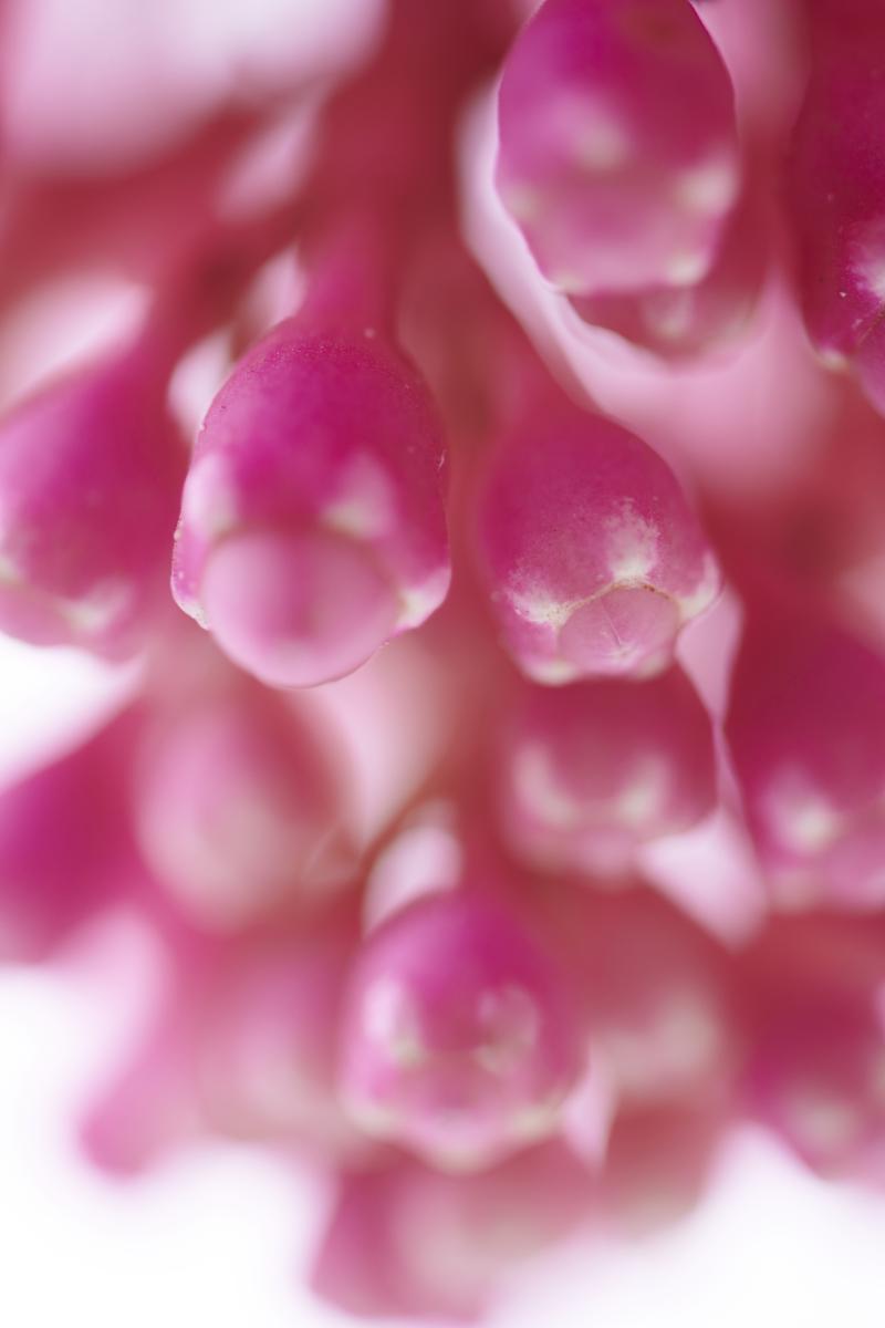 Medinilla uit De Trend Collectie lente/zomer 2021 Medinilla uit De Trend Collectie lente/zomer 2021