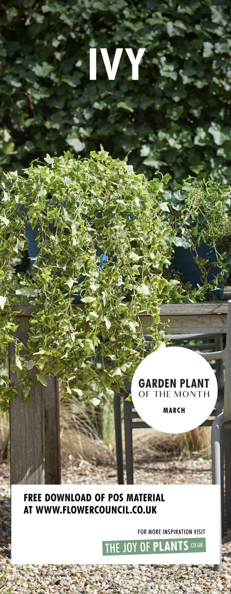 Banner Ivy
