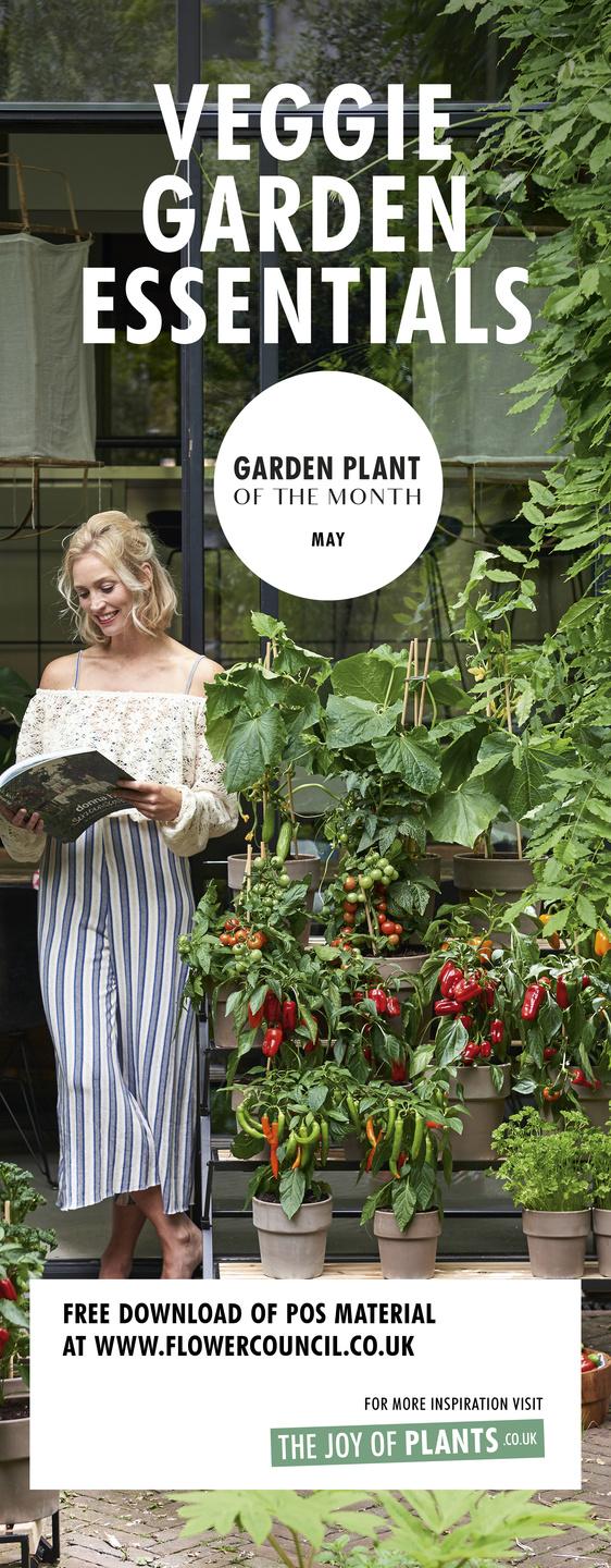 Garden plants for May: vegetable plants Garden plants for May: vegetable plants