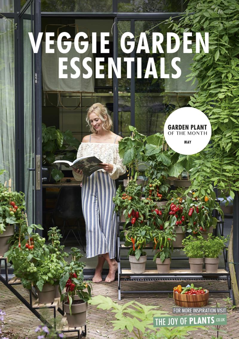 Garden plants for May: vegetable plants Garden plants for May: vegetable plants