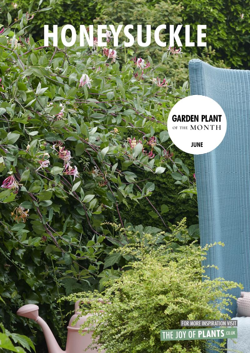 Garden Plant of the Month: Honeysuckle Garden Plant of the Month: Honeysuckle