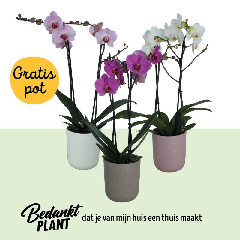 Shopper activatie orchideeën bij Jumbo Shopper activatie orchideeën bij Jumbo