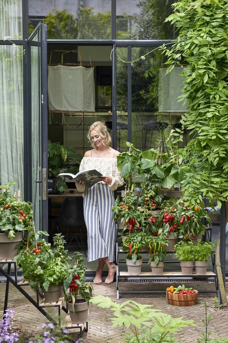 Tuinplanten van mei 2018: groenteplanten