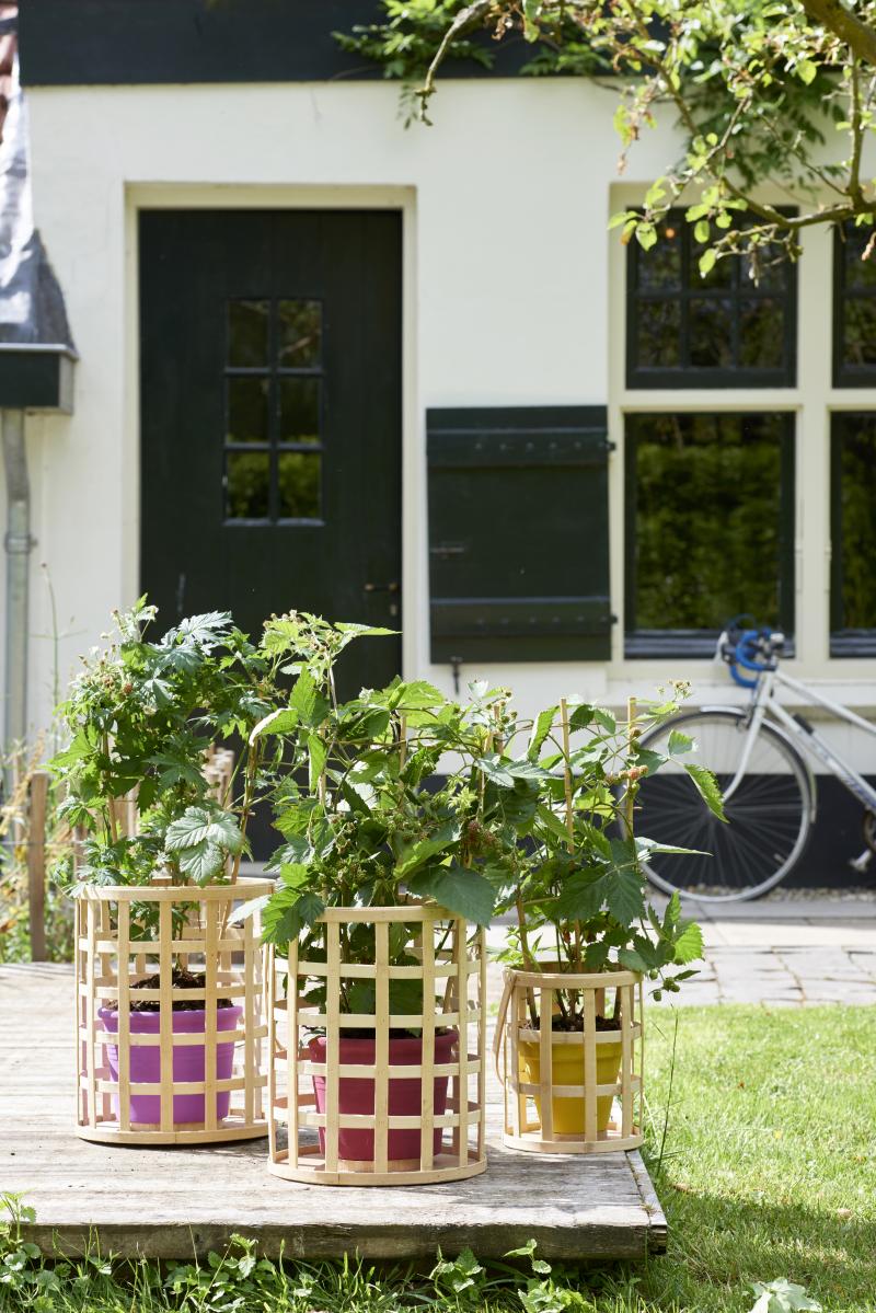 Tuinplanten van de maand Juni 2018: klimfruit