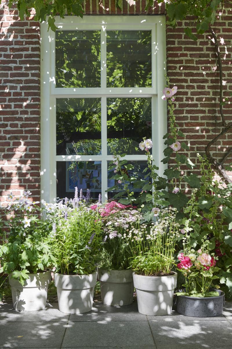 Bijenvrienden: Tuinplanten van de maand juli Bijenvrienden: Tuinplanten van de maand juli