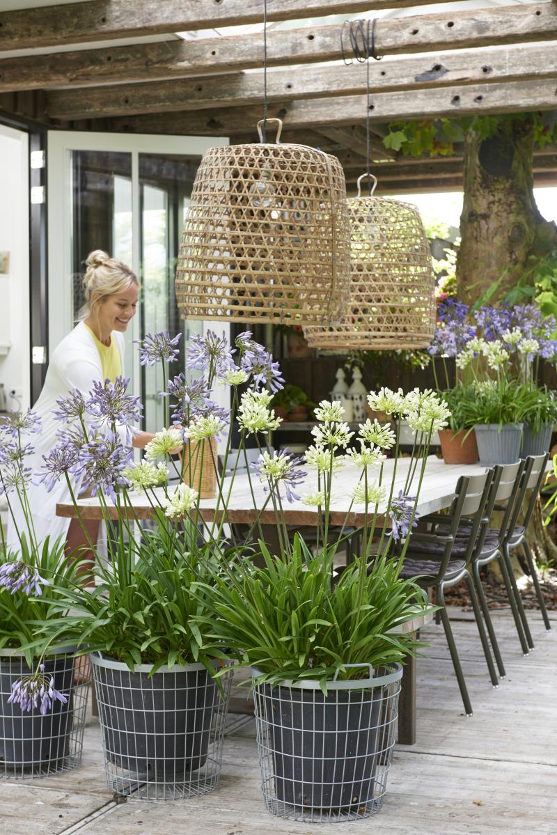 Terrasplant van 2018: Agapanthus