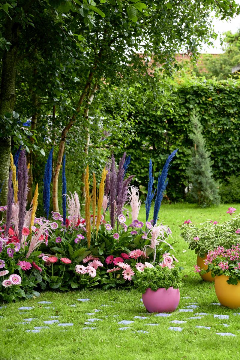 De buitenplanten uit De Trend Collectie lente/zomer 2021 Gerbera