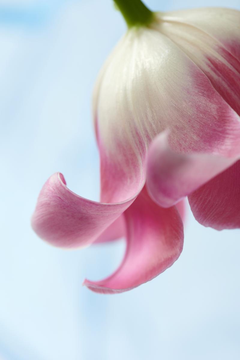 tulp_trend collectie 2021 lente zomer tulp_trend collectie 2021 lente zomer
